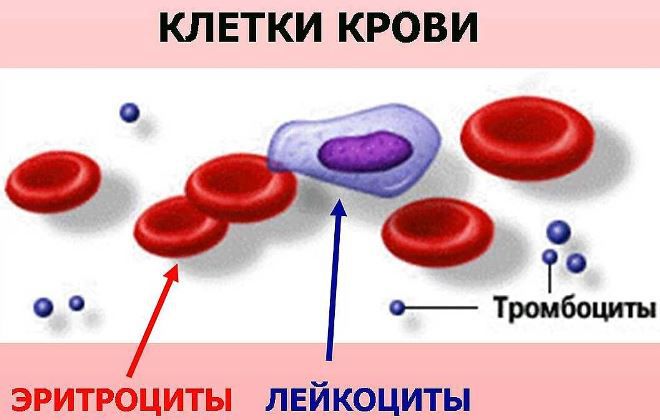 основные клетки крови