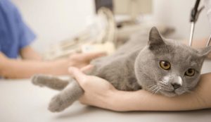 кошка на приеме у ветеринарного врача