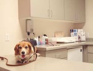 собака на приеме у ветеринара