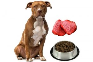 питание собаки перед анализом