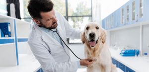 обследование у ветеринара