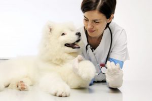 ветеринар осматривает собаку