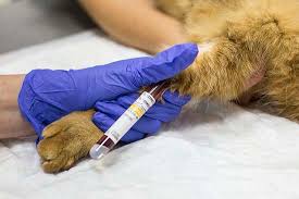 врач берет анализ крови у кошки