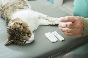 анализы кошке перед стерилизацией