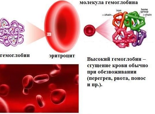HGB в анализе крови