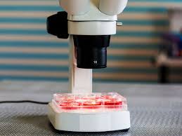 изучение крови под микроскопом