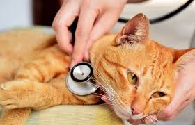 осмотр кошки врачом