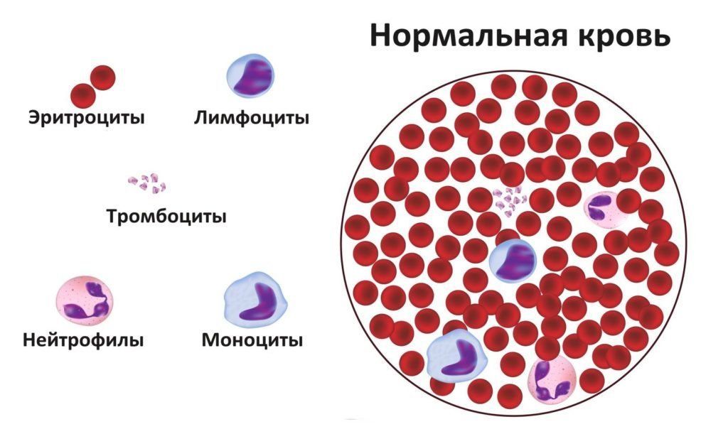состав крови под микроскопом