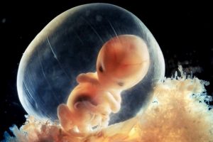 эмбрион и его развитие