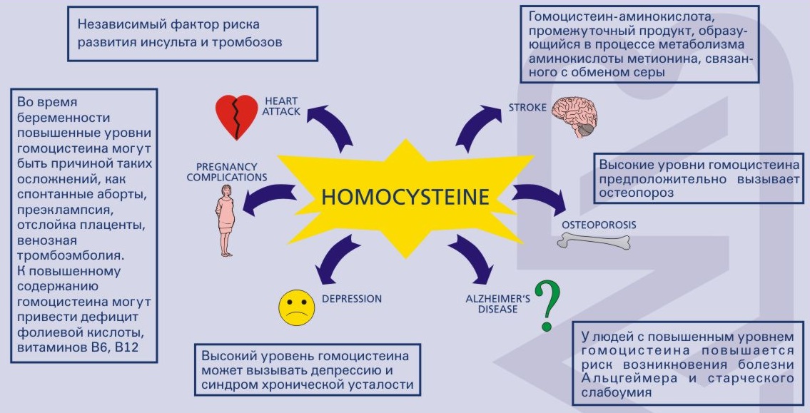 Причины возникновения тромбоза. Гомоцистеин. Исследование уровня гомоцистеина в крови. Повышенный уровень гомоцистеина. Повышение уровня гомоцистеина.