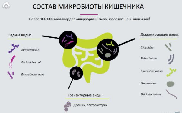 состав микробиоты