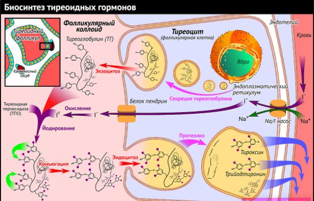 биосинтез тиреоидных гормонов