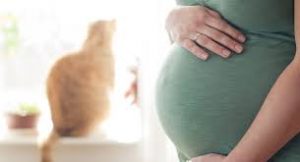 анализ на токсоплазмоз при беременности