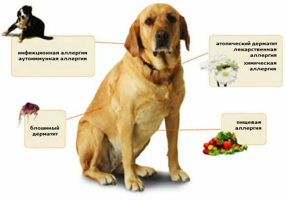 виды аллергенов и анализ на аллергены у собак