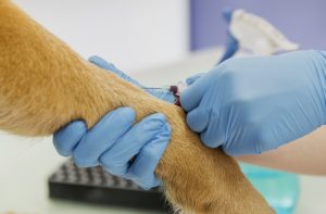 взятие анализа крови у собаки