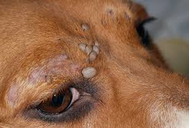 признаки пироплазмоза у собаки