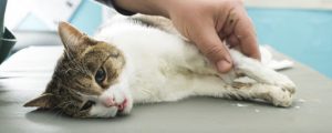 иммунодефицит у кошки
