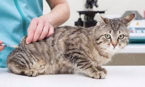 врач берет анализ на иммунодефицит у кошки