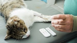 взятие анализа крови у кошки